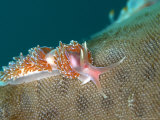 Nudibranch, Mounts Bay, UK Reprodukcja zdjęcia autor Mark Webster Nudibranch, Mounts Bay, UK Reprodukcja zdjęcia autor Mark Webster