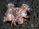 Hermit Crab, Komodo, Indonesia Photographie par Mark Webster