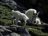 Wild Goats, Boulder Poster von Michael Brown