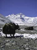 Yaks at Everest Base Camp, Tibet Posters par Michael Brown