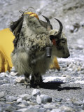 Yak in Tibet Foto von Michael Brown