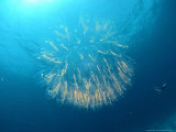 Salp, St. Johns Reef, Red Sea Photographic Print by Mark Webster