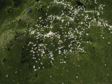 Small White Flowers, Chile Prints by Pablo Sandor