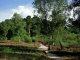 Path Leading Through Ling and Bell Heather, Surrey, UK Photographie par Ian West