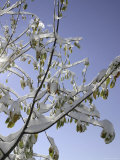 A Tree Covered with Snow, Boulder Poster von Dörte Pietron