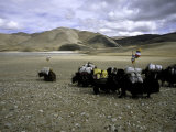 Yaks, Tibet Poster von Michael Brown