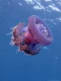 Jelly Fish, St. Johns Reef, Red Sea Lámina fotográfica por Mark Webster