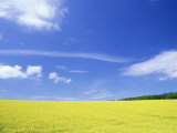 Rape, Flowers, UK Photographic Print by Ian West