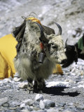 Michael Brown - Yak in Tibet - Reprodüksiyon