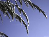 Snowy Blades of Grass in the Sun, Boulder Posters by Dörte Pietron
