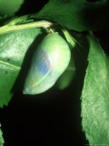 Two-Tailed Pasha, Pupa Beginning to Colour Photographie par John & Jane Woolmer