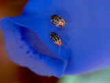 Amphipods, Komodo, Indonesia Photographie par Mark Webster