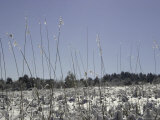Snowy Blades of Grass in the Sun, Boulder Poster von Dörte Pietron