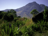 Hikers Walk Through Plants with Mountain in Background, Madagascar Posters par Michael Brown