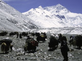 Yaks and Sherpas at the Foot of Himalayan Mountain Range Poster by Michael Brown