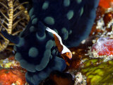 Imperial Shrimp, Riding on Nudibranch, Indonesia Photographic Print by Mark Webster