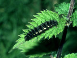 Red Admiral, Black Larva, UK Photographie par John & Jane Woolmer