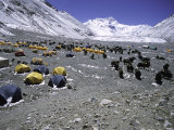 A Heard of Yaks and Tents, Nepal Plakater af Michael Brown