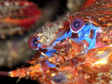 Squat Lobster, Portrait, UK Lámina fotográfica por Mark Webster Squat Lobster, Portrait, UK Lámina fotográfica por Mark Webster