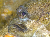 Top Knot Flat Fish, Portrait, UK Photographie par Mark Webster