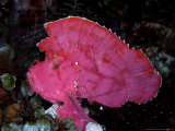 Leaf Scorpion Fish, Komodo, Indonesia Lámina fotográfica por Mark Webster