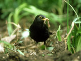 Blackbird, with Worm, UK Lámina fotográfica por Ian West Blackbird, with Worm, UK Lámina fotográfica por Ian West