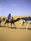 Camels in Desert, Morocco Posters by Michael Brown