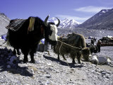 Michael Brown - Yaks at the Base Camp of the Everest North Side, Tibet - Poster