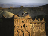 Birds on Structure, Morocco Posters by Michael Brown