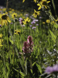 Wildflowers in Colorado Print by Michael Brown