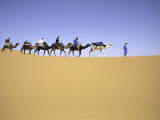 Camels in Caravan, Morocco Posters by Michael Brown