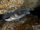Conger Eel, Emerging from Rock Crevice, UK Fotografie-Druck von Mark Webster