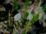 Green Leaves, Boulder Affiche par Michael Brown