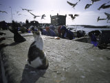 Fish Market, Morocco Prints by Michael Brown