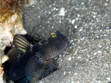 Sail Fin Shrimp Goby, Komodo, Indonesia Photographie par Mark Webster