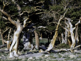 Trees in Boulder Posters by Michael Brown