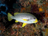 Sweetlips, Komodo, Indonesia Photographie par Mark Webster