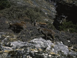 Wild Goats, Nepal Poster par Michael Brown