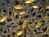 Anthias, Komodo, Indonesia Photographie par Mark Webster