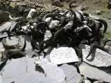 Yak Skulls, Tibet Affiches par Michael Brown