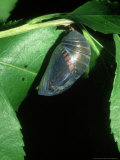 Two-Tailed Pasha, Charaxes Jasius Pupa Photographie par John & Jane Woolmer