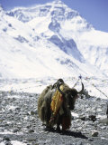Lone Yak Posters by Michael Brown