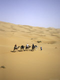 Camels Walking Away in Desert, Morocco Prints by Michael Brown