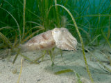 Cuttlefish, Mounts Bay, UK Photographie par Mark Webster