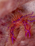 Hairy Squat Lobster, Komodo, Indonesia Lámina fotográfica por Mark Webster Hairy Squat Lobster, Komodo, Indonesia Lámina fotográfica por Mark Webster