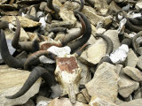 Yak Skulls, Tibet Reprodukcje autor Michael Brown Yak Skulls, Tibet Reprodukcje autor Michael Brown