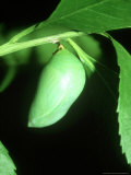 Two-Tailed Pasha, Pupa Photographie par John & Jane Woolmer
