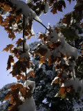 A Tree Covered with Snow, Boulder Prints by Dörte Pietron