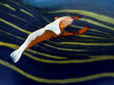 Imperial Shrimp, Komodo, Indonesia Photographie par Mark Webster