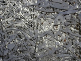 A Tree Covered with Snow, Boulder Poster by Dörte Pietron